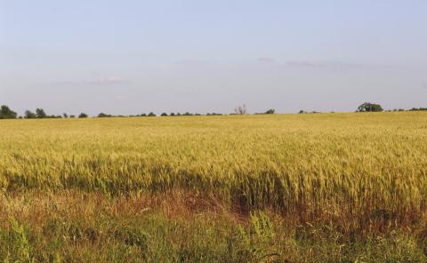 USDA Crop Insurance Updates