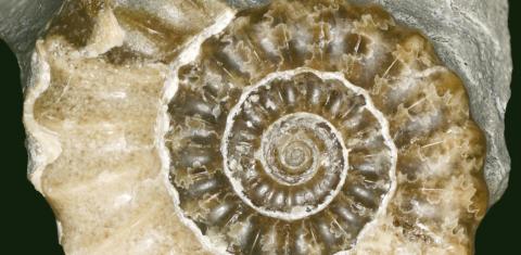 Fossil Exhibit Opened Nov. 1
