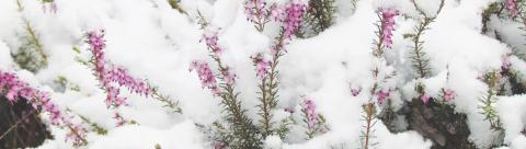 OSU Offers Winter Horticulture Tips and Tricks