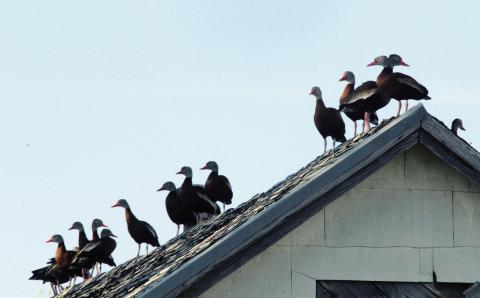 In case you haven’t noticed or seen them around, the famous whistling ducks are back in town. It seems the hatchlings from last year came back to Watonga this year, growing the population.