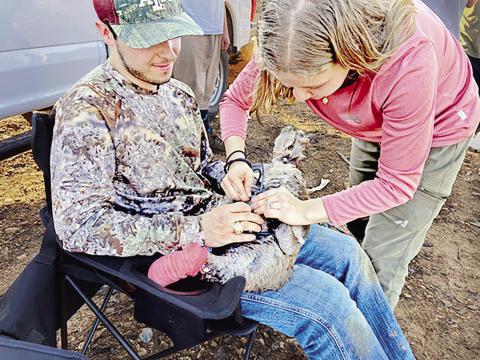 Turkey Trapping to Begin in Two Research Areas