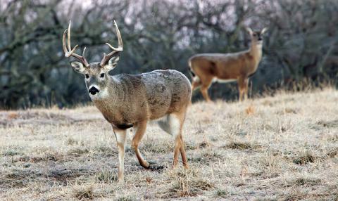 A mature white-tailed buck passes a doe at sunrise on a frosty Osage County morning. Photo by Kelly J Bostian / KJBOutdoors