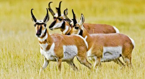 Hunting Regs Online