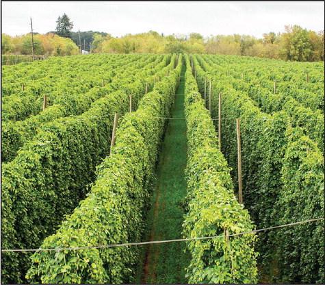 Grapes, Hops Focus of Field Day