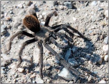 Male Tarantulas Looking For Love In the Fall