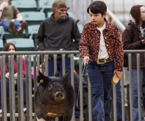 Calumet Kids Clean Up at Livestock Show