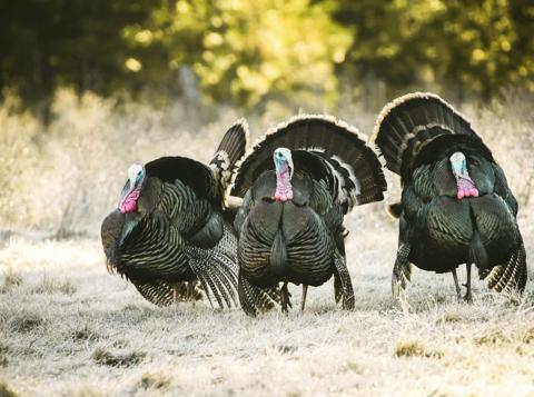 There are many tips and tricks available to apply when hunting spring turkeys. PHOTO from Oklahoma Department of WIldlife