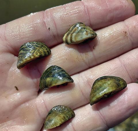 Invasive Zebra Mussels Found in Fort Supply Lake