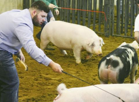 Want To Judge Livestock?