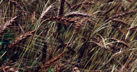 Most of us take the wheat all around us for granted, but an up close study of the grain that feeds the world can illustrate how beautiful it truly can be Photo by Connie Burcham