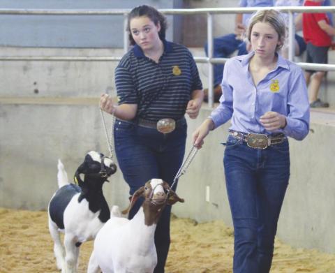 Fair Showcases Best of Local Livestock, Agriculture and Beyond