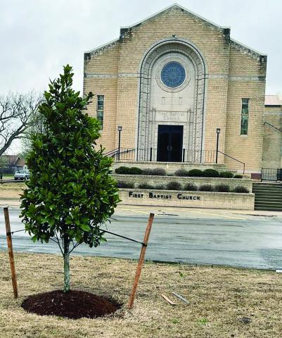 A Tree for Avree