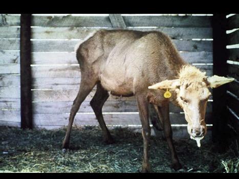 Experts Testify to Commission on Chronic Wasting Disease