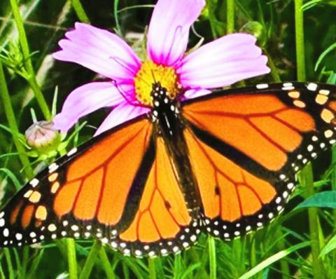 Cooperation Improves Oklahoma Butterfly and Pollinator Habitat