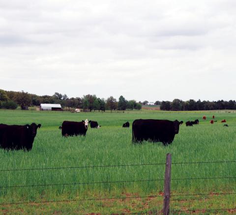 Livestock risk protection insurance is just one of the items that will be covered at the OSU Rural Economic Outlook Conference set for October 16 in Stillwater.