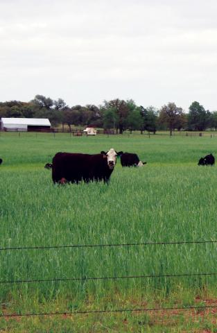 Oklahoma’s livestock industry could be impacted by the advancement of the new world screw worm to within 700 miles of the southern border. The parasite was once considered eradicated in the United States.