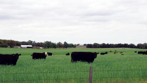 Cattlemen’s Applications Open