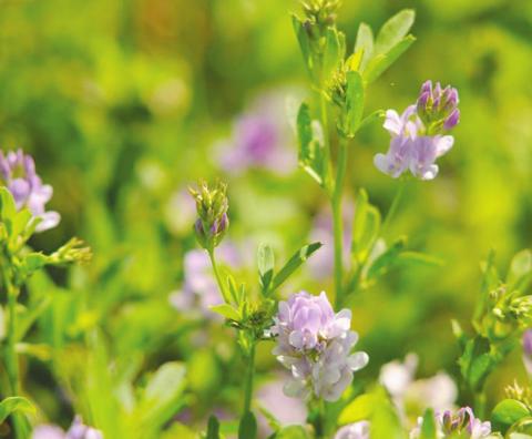 	Oklahoma State University Recommendations Maximize Alfalfa Field Productivity