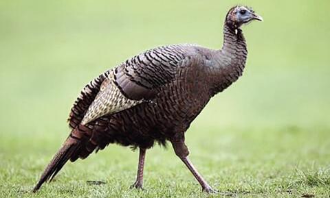 Transmitters Now Deployed on 28 Turkeys in Study