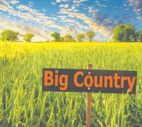 OSU Releases Bumper Crop of Wheat Varieties