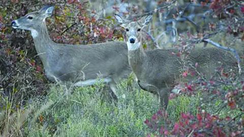 Holiday Antlerless Deer Season Now Open