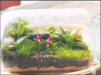Terrariums allow people of all ages to grow a garden any time of the year. (Photo by Shutterstock)