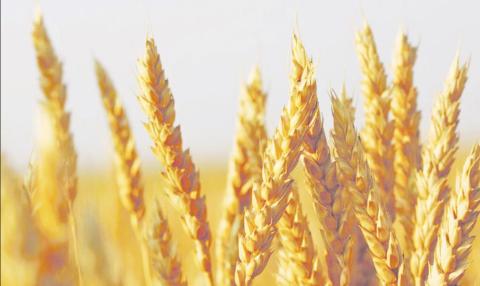 State Grain Cash Bid Prices
