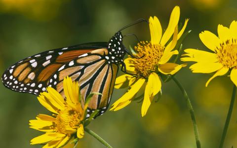 Celebrate Monarchs Through September