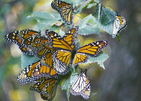 (ABOVE) It was a good fall for observing Monarch butterlies as they made their annual trek south to their winter grounds in Mexico. The wet spring boosted blooms, enticing the butterflies to linger and feed before continuing thier long journey.