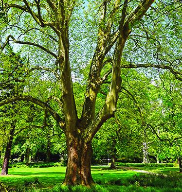 How To Become A Tree City, USA