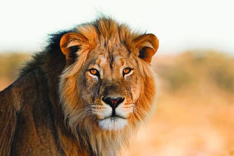 The Lions Who Protect Our Kids
