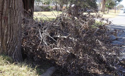 Soon the piles of limbs and brush from summer storms and fall cleanups around town will disappear courtesy of the city. An ordinance has been put in place, allowing city crews to pick up only piles of such debris, provided they are streetside and don’t contain any other trash or garbage.