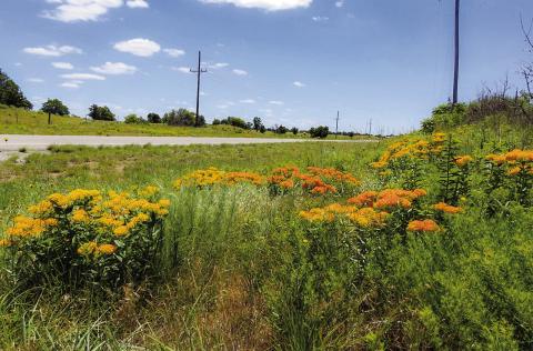 Roadside wildflowers in Oklahoma support wildlife, beautify highways, strengthen agriculture and enhance tourism by encouraging the presence of pollinators such as homeybees and butterflies.