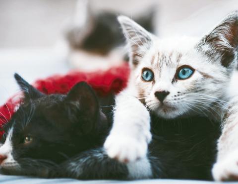 Cat Rescue Receives Generous Donation