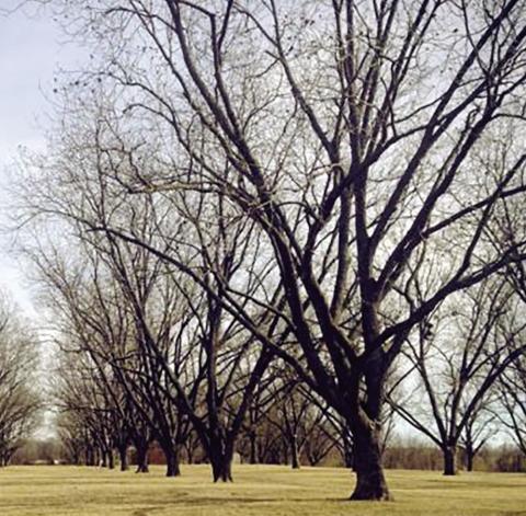 Pecan harvest has started at the Cimarron Valley Research Station near Perkins. The state’s estimated harvest this year is 22 million pounds, a marked improvement over the past two years that saw a diminished statewide harvest due to a late spring freeze in 2021 and an early fall freeze in 2022. (Photo by Mitchell Alcala, OSU Agriculture)