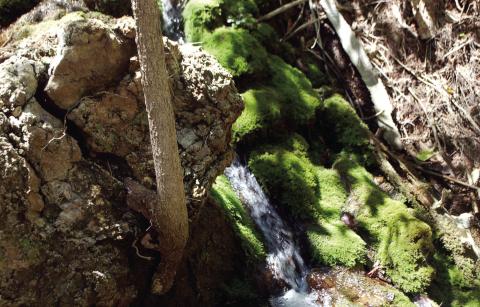 Beautiful springs and breathtaking wooded paths are part of Alabaster Caverns State Park. The park will be the scene of special October/Halloween events this year. Kyle Batt/Watonga Republican