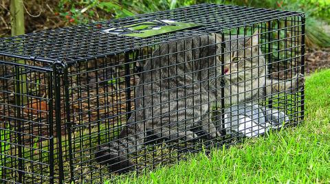 Community Cat Foundation Wins
