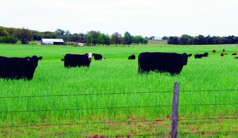 Register Now for Livestock and Range Day