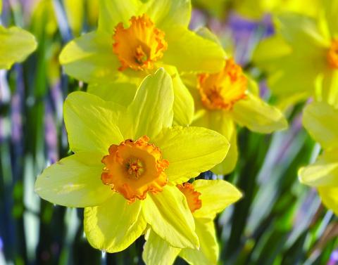 Plant Spring Flowering Bulbs Soon