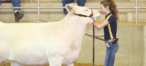 Don’t Miss Out on the Activities at the County Fair!