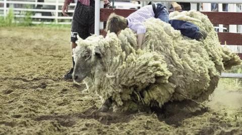 Cheese Festival Rodeo Results