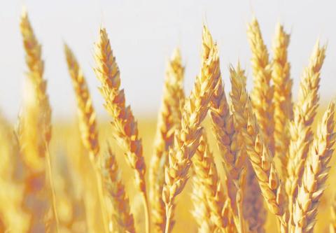State Grain Cash Bid Prices