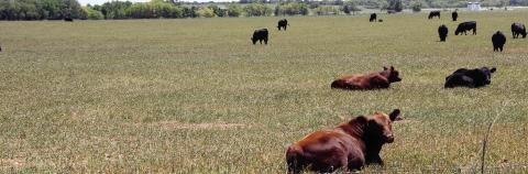 Video Highlights Wheat and Stocker Cattle Combination