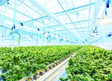 Bust Turns Up More than Pot