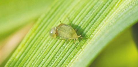 Glance-N-Go App the Best Tool for Aphid Infestation