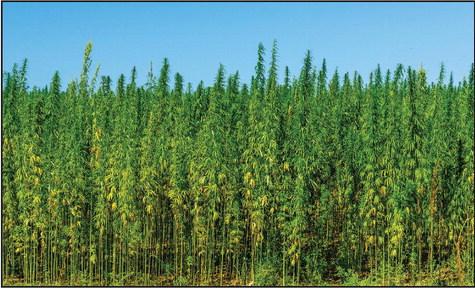 Interim Study Ordered on Hemp Production