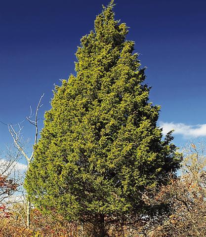 The invasive Easatern red cedar and how it efffects waterflow into Canton Lake and on to Oklahoma City will be the subject of a study authorized by a bill authored by Rep. Mike Dobrinski of Okeene.