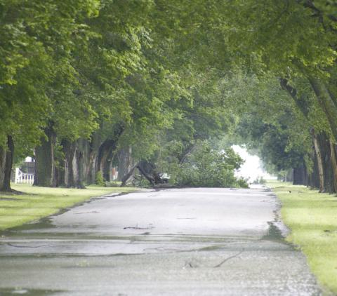 Strong winds and gusts of hard rain Tuesday downed this tree along the shaded approach to the IOOF Cemetery. In spite of the damage, the area is basking in the abundant rain fall, an all-too infrequent visitor to Western Oklahoma.
