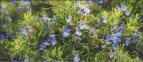 Specialty Crop Grants Now Available