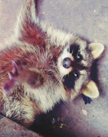 A raccoon looks up at Animal Control Officer Doug Jackson as he attempts to free it.